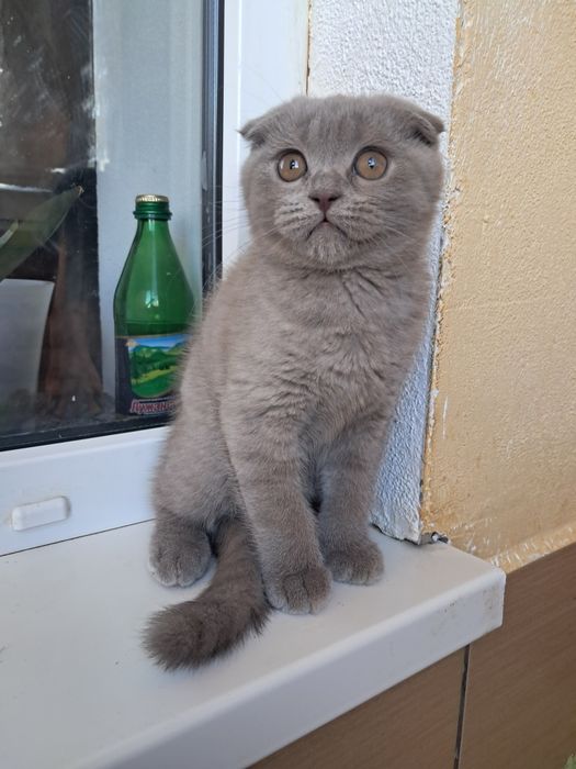 Шотландський вислоухий котик з документами
