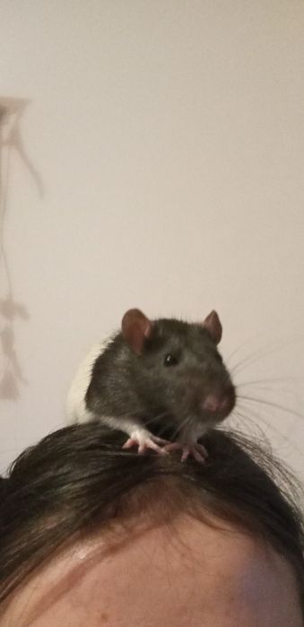 Oddam szczurki domowe