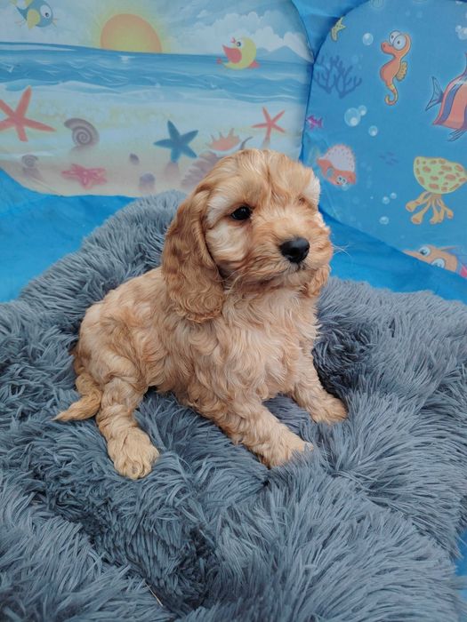 Cockapoo szczeniak