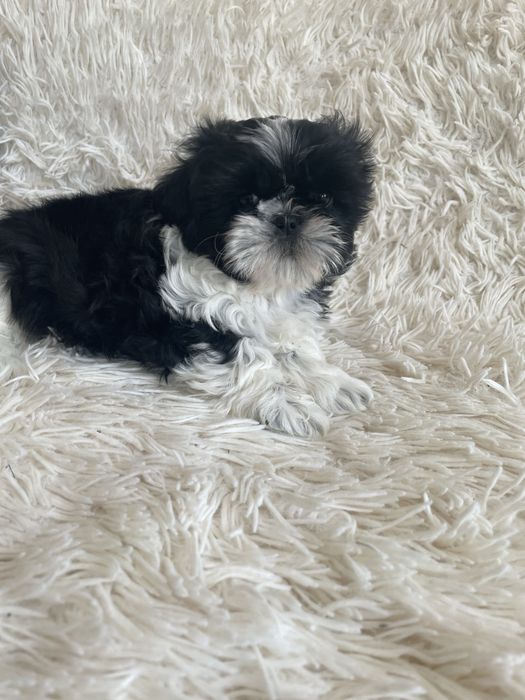 Samczyk shih tzu - REZERWACJA