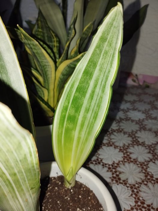 Сансевієрія Манолін і Мерлоу