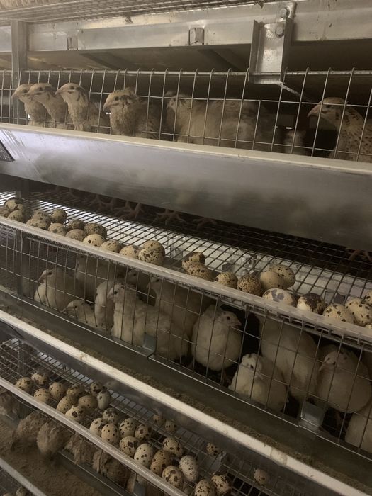 Навоз помет перегній послід добриво перепелиний курячий