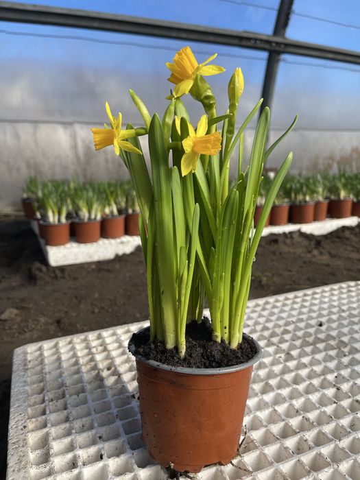 Нарцис в горщику
