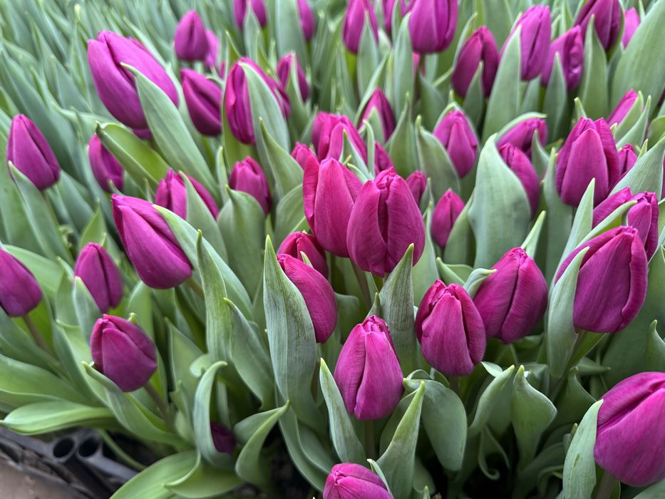 Тюльпан передзамовлення опт гурт 8березня 14 лютого