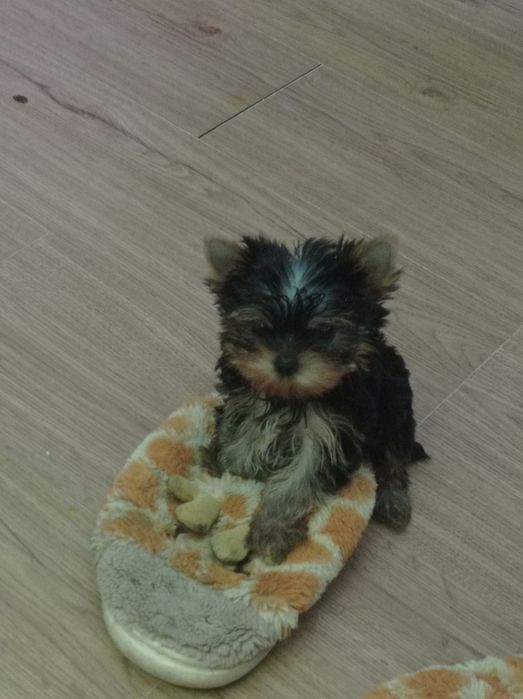 Хлопчики і дівчатка йорки мікро