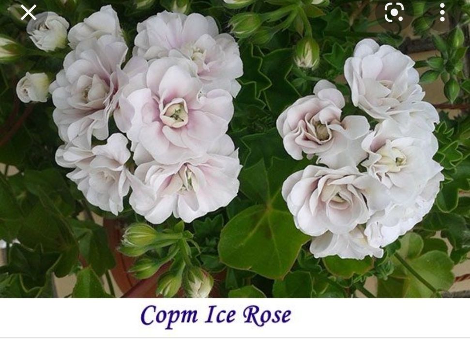 Пеларгонія плющелистні (12 сортів)