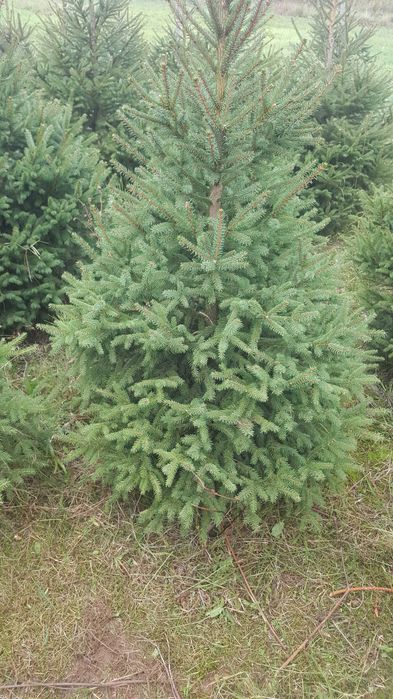 Plantacja choinek ,choinki świerkowe ,sadzonki świerka ,świerk.