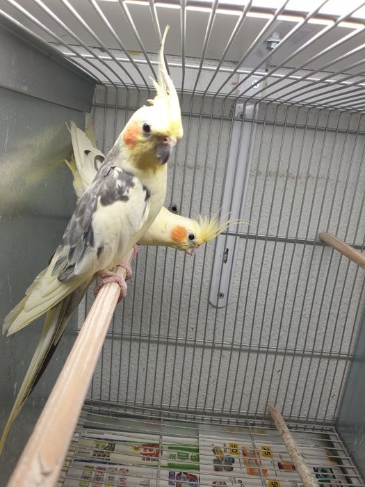 Caturras prontas  a criar