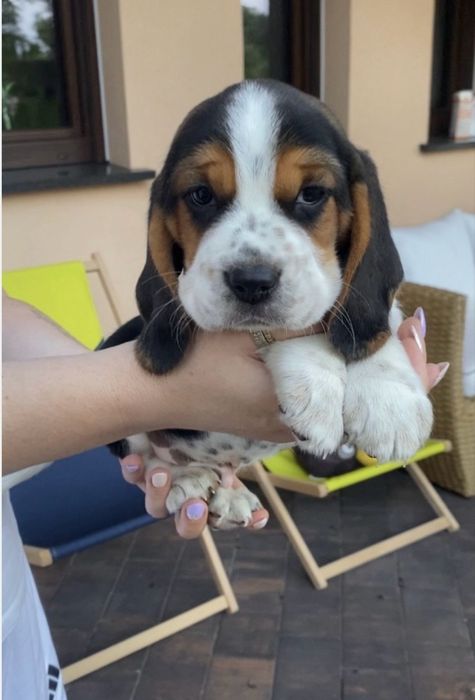Beagle tricolr- możliwy paszport!