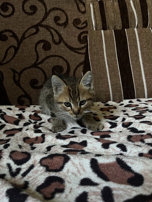кошенята хлопчики