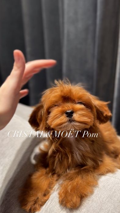 Эксклюзивный Мальчик Кавапу(мальтипу)Китай,супермини!6месяцев-1кг