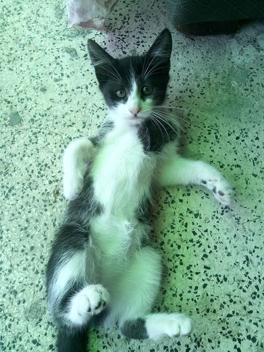 Gatinhas para adopção