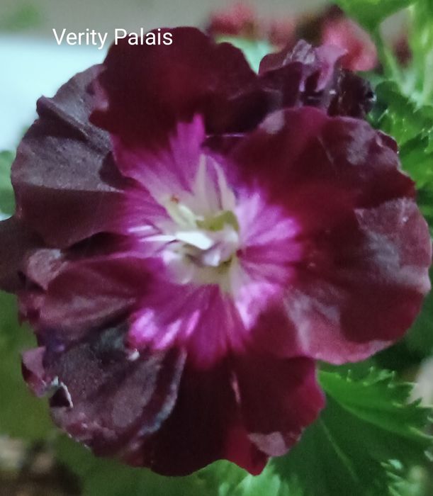 Королевская пеларгония