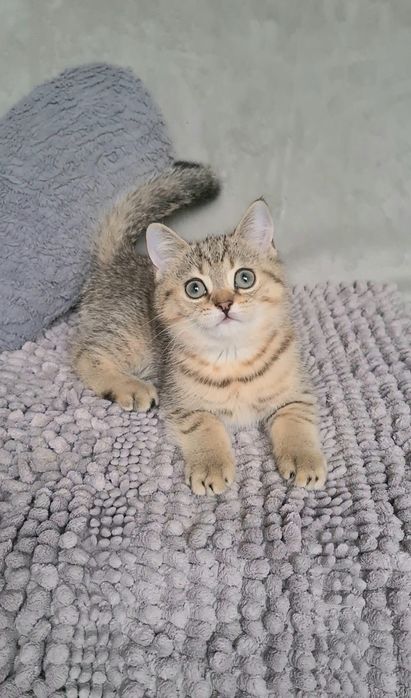 Кумедний Луї, шотландський малюк від золотої шиншили