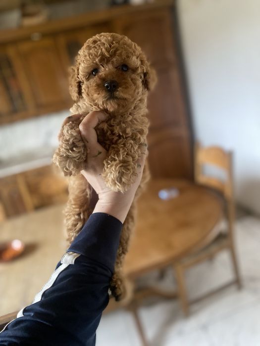 Плюшевый мальчик мальтипу — лучший подарок