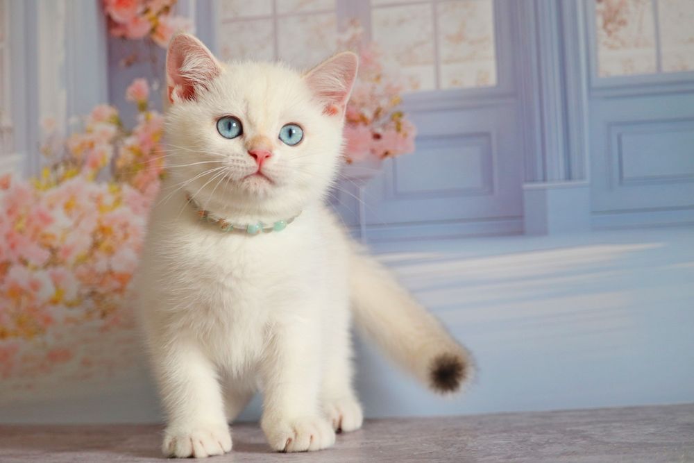 Британский золотой поинт мальчик