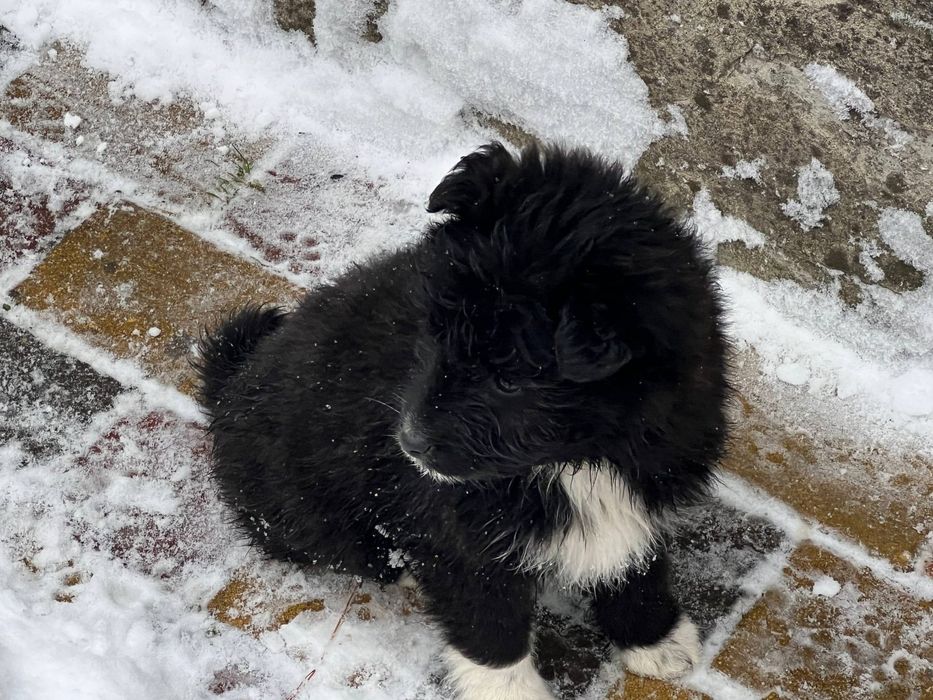 Цуценята хлопчики безкоштовно