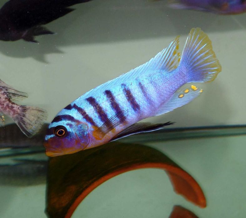 Fainzilberi Ikombe Macho