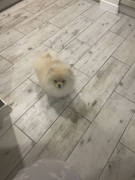 Чудова  міні дівчинка помка