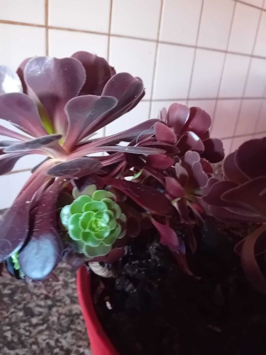 Planta - Aeonium Negro
