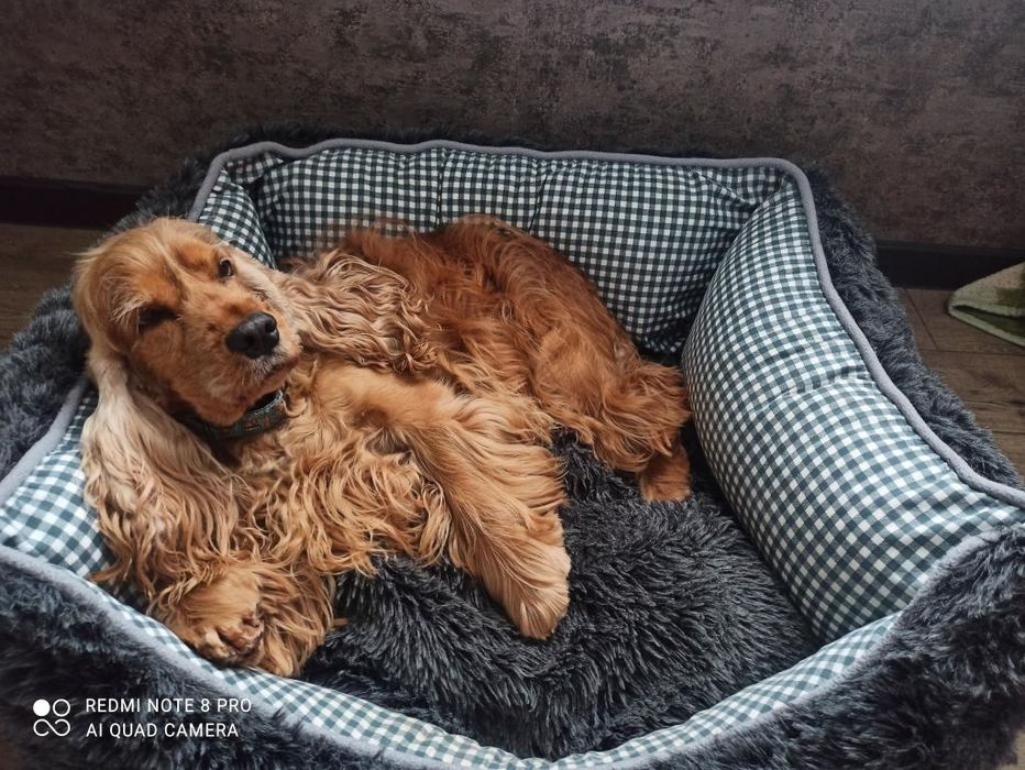 Вязка шоколадонесущий английский кокер спаниель. Документы КСУ