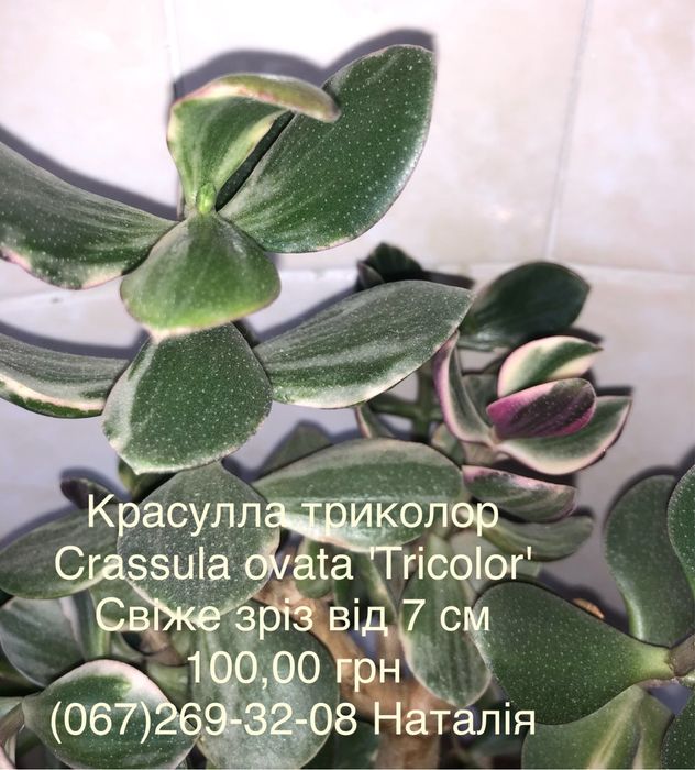 Крассула види, товстянка, грошове дерево. Горщики