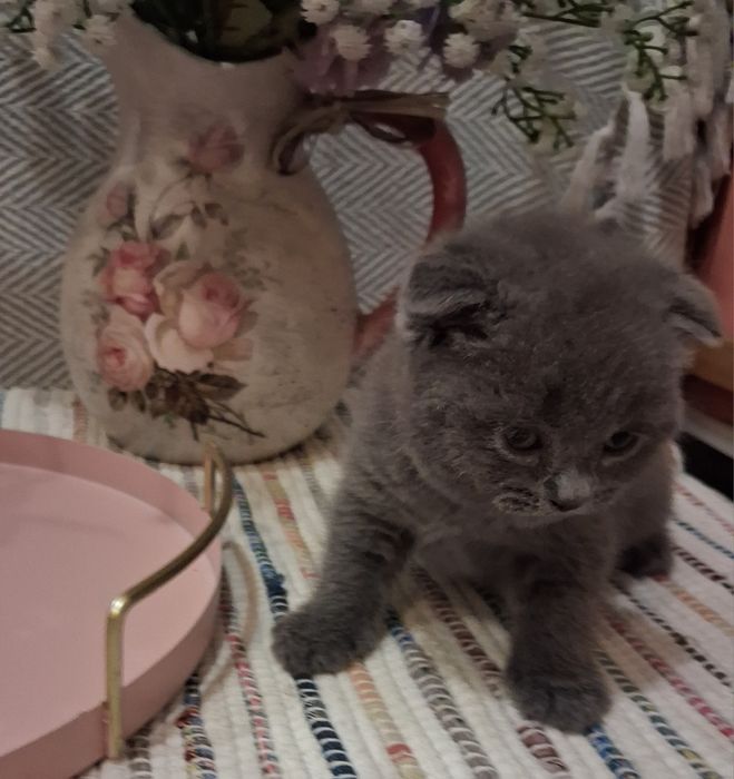 Шотландські кошенята