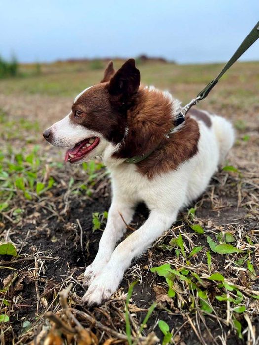 Собака в добрі руки (хлопчик, спокійний, вакцинований, не на ланцюг)