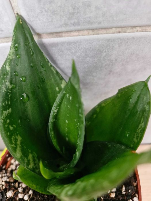 Sansevieria#Nadwyzka#Sprzedam