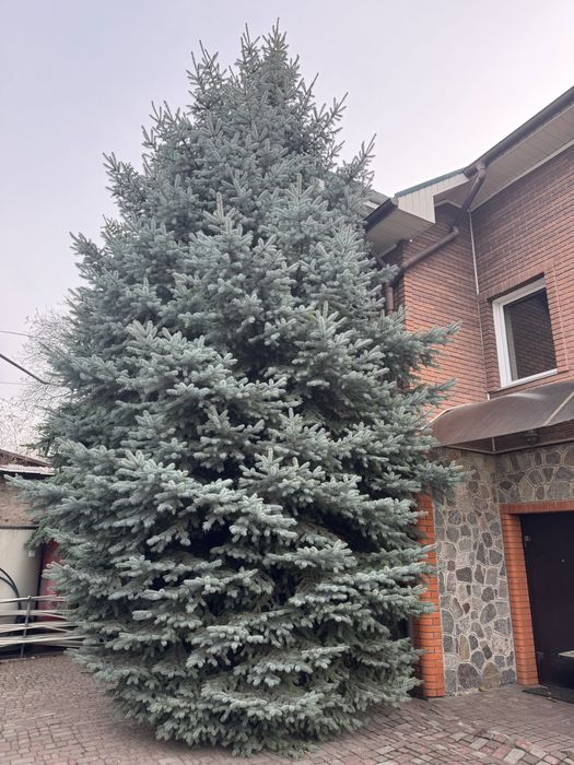 Ялинка жива