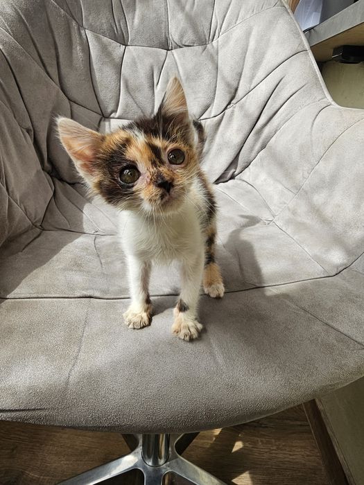 Маленьке кошеня шукає дім