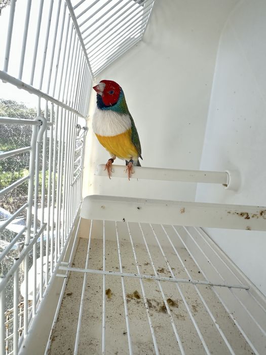 Diamante GOULD machos