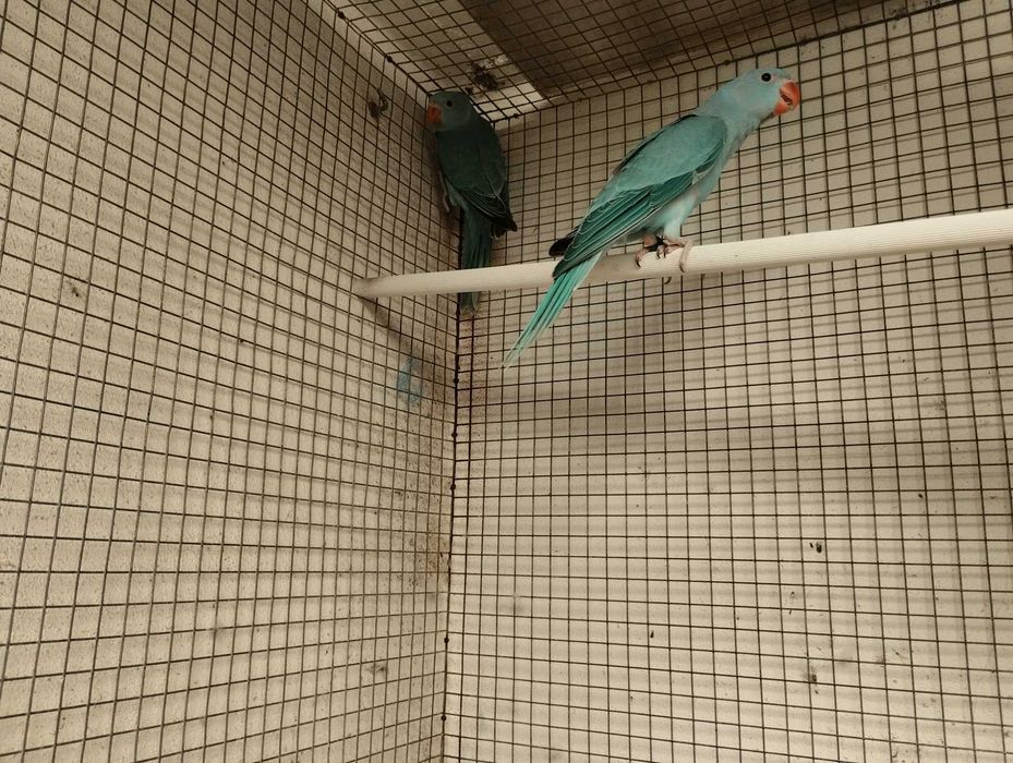 Ringnecks azuis 2023