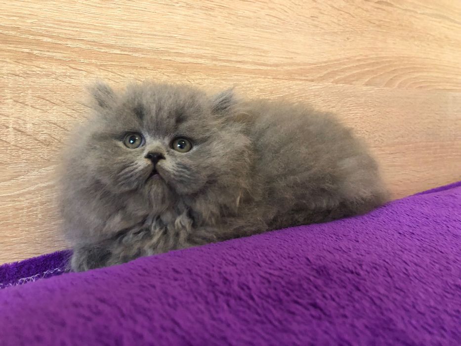 Scottish Straight Highland Negociável