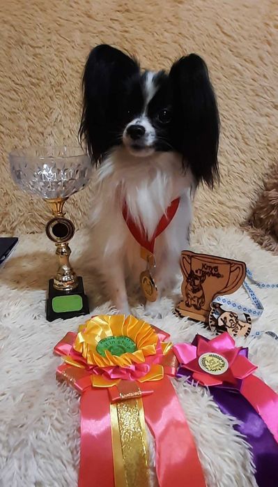 Гарний папійон (папільон), вʼязка