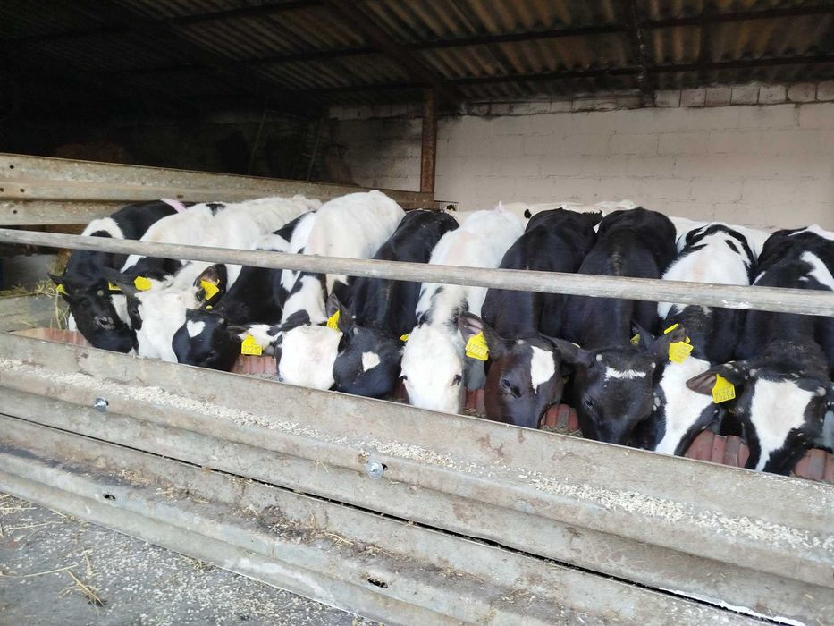 Sprzedam odchowane byczki Żeruny