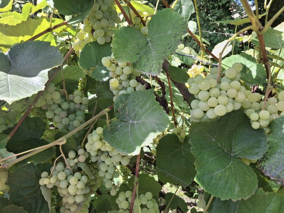 Winogron bez pestek, eco rodzinna plantacja