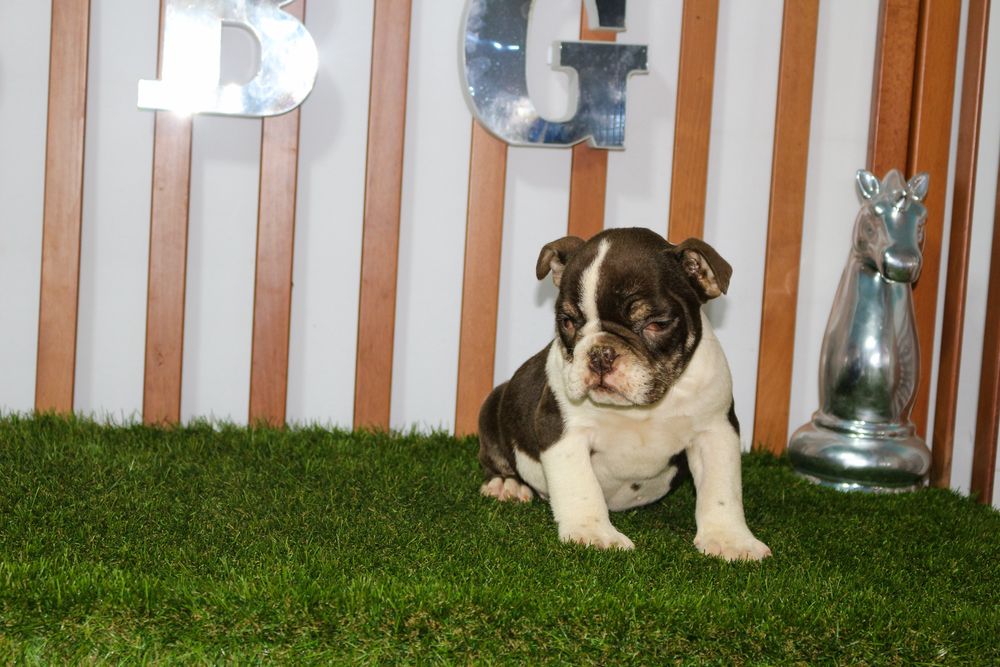 Bulldog ingles exotico