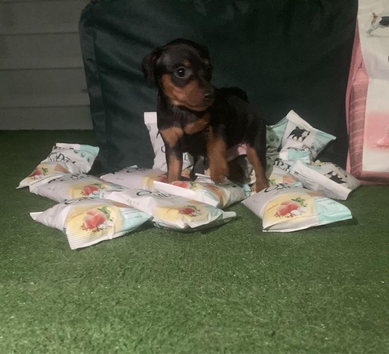 Цверг пінчер з докуметами