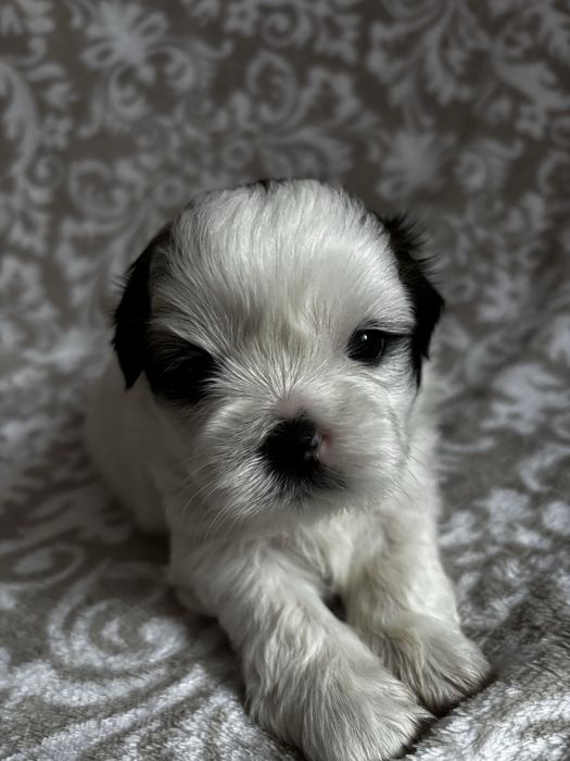 Piesek rasy shih tzu Ares    Rezerwacja
