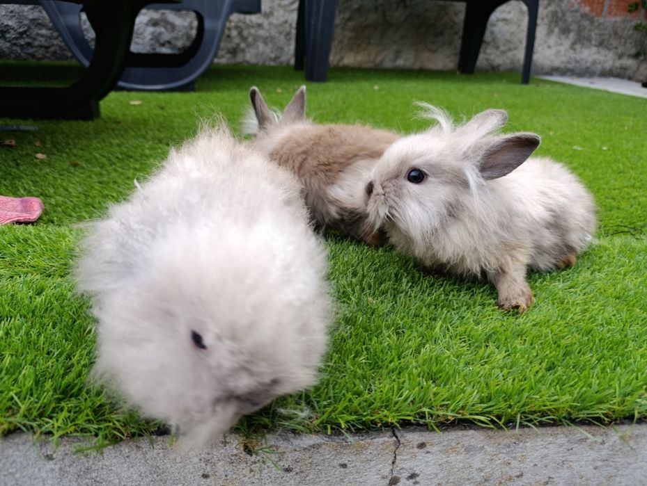 Coelhos anões 2 meses