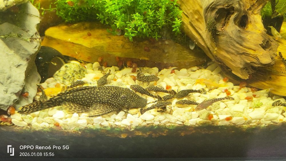 Glonojady, zbrojniki 5 sztuk rozmiar około 3 cm