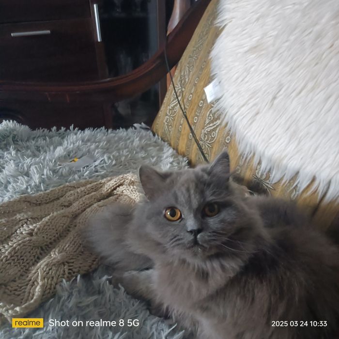 Koty brytyjskie niebieskie