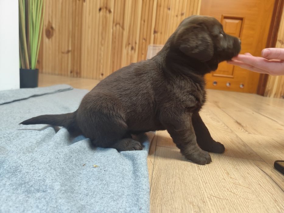 Szczeniak Labrador Retriver brązowy piękny, mocna budowa, rodowód