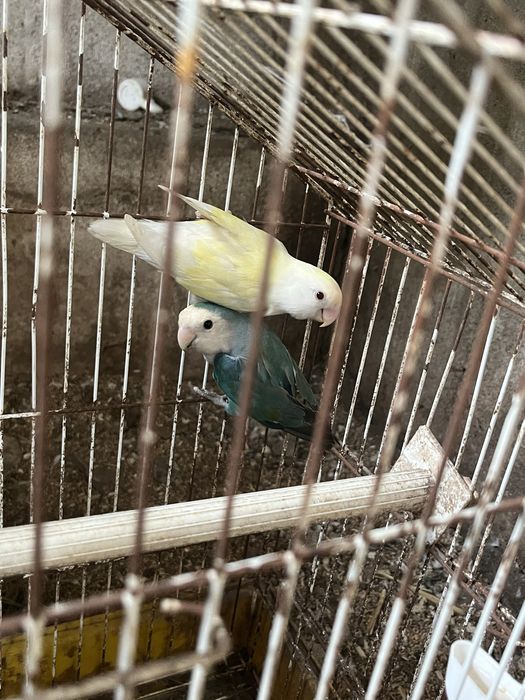 Vendo casal de rosicollis