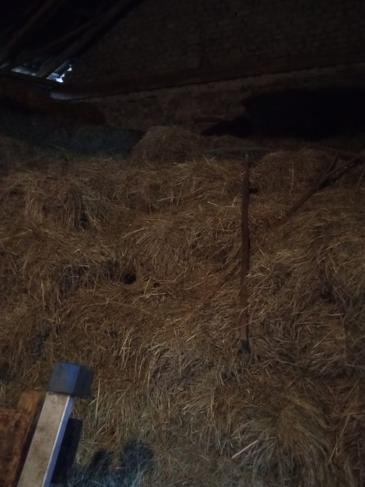 Siano i słoma w kostkach