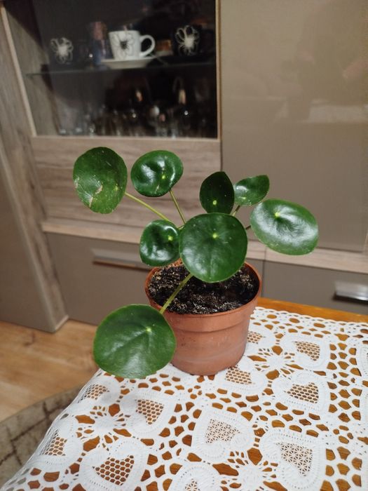 Pieniążek na szczęście i dostatek