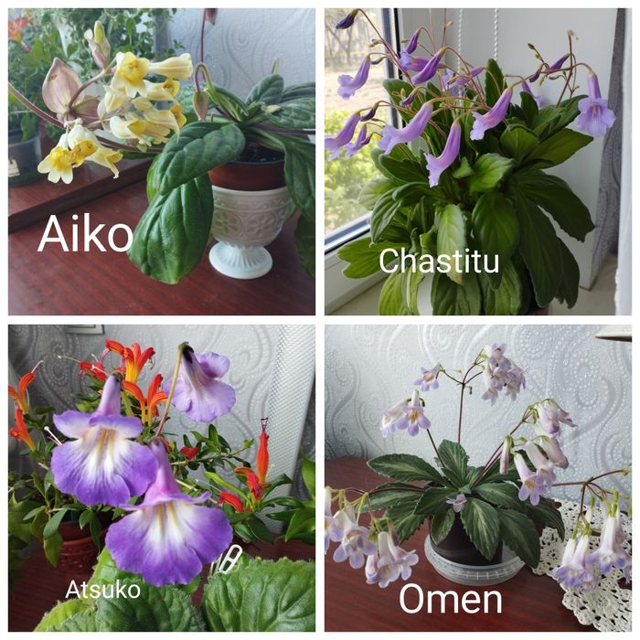 Примуліна хірита