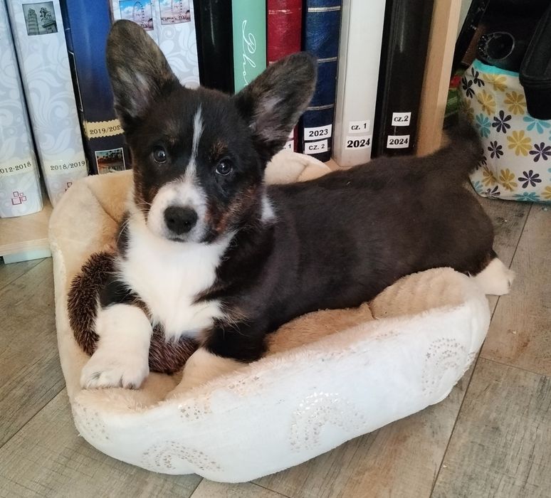 Welsh Corgi Cardigan FCI