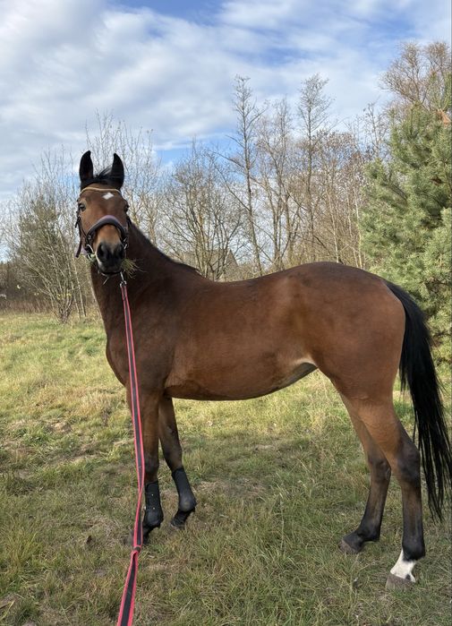 Sprzedam klacz Apokalipsa PJ po Irches (Chef Supreme x Irima)